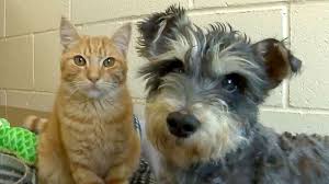 dog and tabby cat