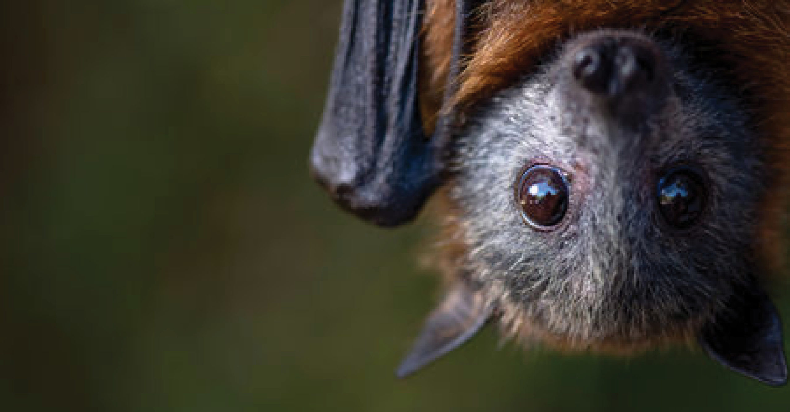 the amazing world of bats with Miss Michelle